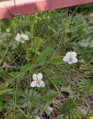 Viola patrinii