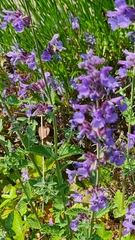 Anthophora quadrimaculata