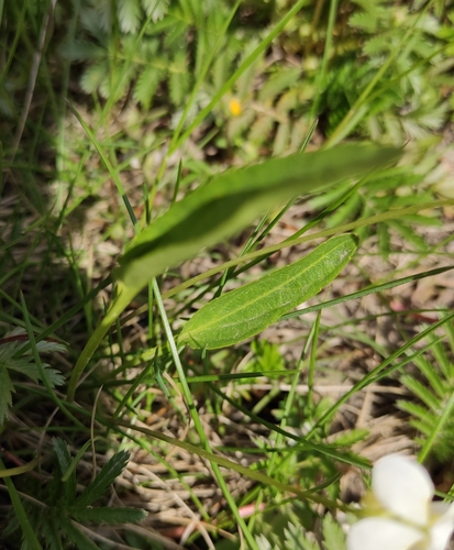 Viola patrinii, photograph 1