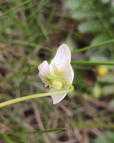 Viola patrinii, photograph 2