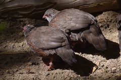 Ptilopachus petrosus