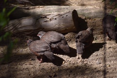 Ptilopachus petrosus