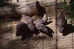 Ptilopachus petrosus