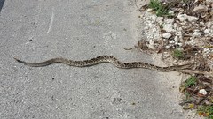 Crotalus tzabcan
