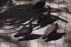 Ptilopachus petrosus