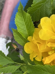 Apis dorsata