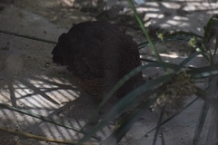 Ptilopachus petrosus