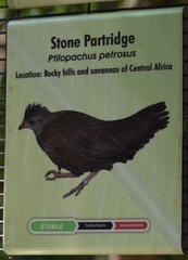 Ptilopachus petrosus