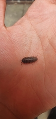 Armadillidium vulgare