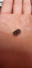 Armadillidium vulgare