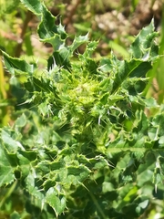 Cirsium arvense