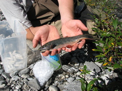 Salvelinus malma