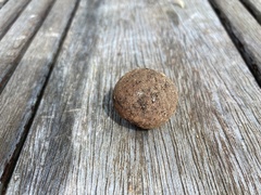 Elaphomyces granulatus