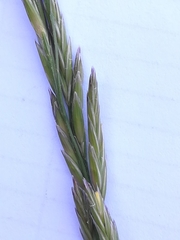 Lolium arundinaceum