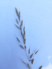 Arrhenatherum elatius