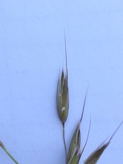 Arrhenatherum elatius