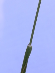 Arrhenatherum elatius