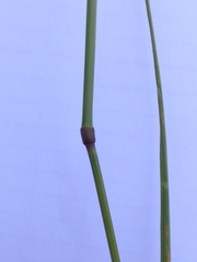 Arrhenatherum elatius