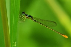 Agriocnemis pygmaea