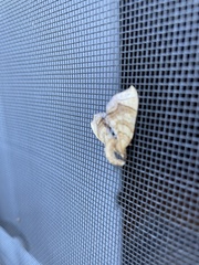 Plagodis phlogosaria