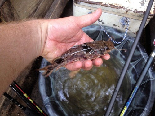 Mottled catfish (Chrysichthys ornatus) — Claroteidae — 2