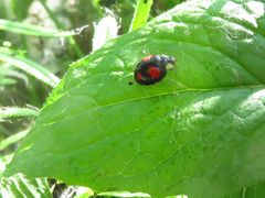 Harmonia axyridis