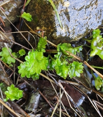 Micranthes nelsoniana aestivalis