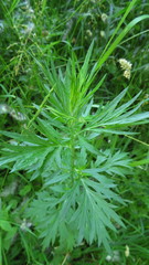 Artemisia vulgaris