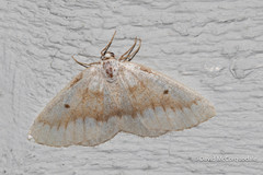 Lomographa glomeraria