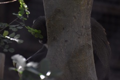 Cercopithecus petaurista