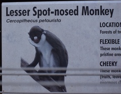 Cercopithecus petaurista