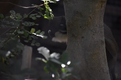 Cercopithecus petaurista