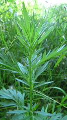 Artemisia vulgaris