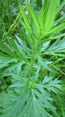 Artemisia vulgaris