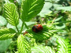 Harmonia axyridis