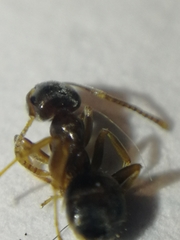 Lasius alienus