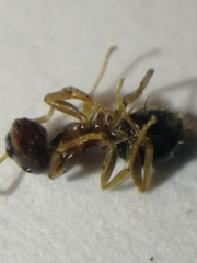 Lasius alienus