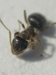 Lasius alienus