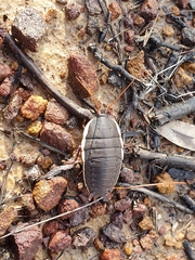 Polyzosteria limbata