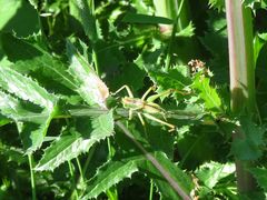 Tettigonia viridissima
