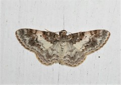 Hydrelia condensata