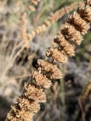 Agastache wrightii