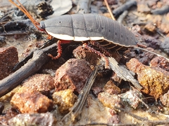 Polyzosteria limbata