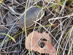 Polyzosteria limbata