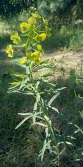 Euphorbia saratoi