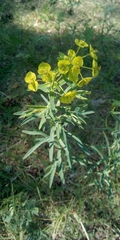 Euphorbia saratoi