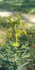 Euphorbia saratoi