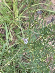 Vicia hirsuta