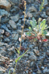 Streptanthus glandulosus albidus