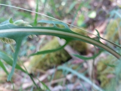 Lactuca viminea